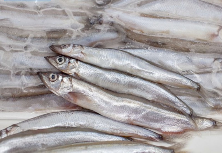解密挪威鱼卵1公斤要多少钱？