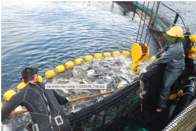 用HDPE网箱饲养黄鳍鲳鱼“抗”风浪，效率高